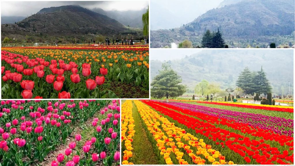 Asias largest tulip garden