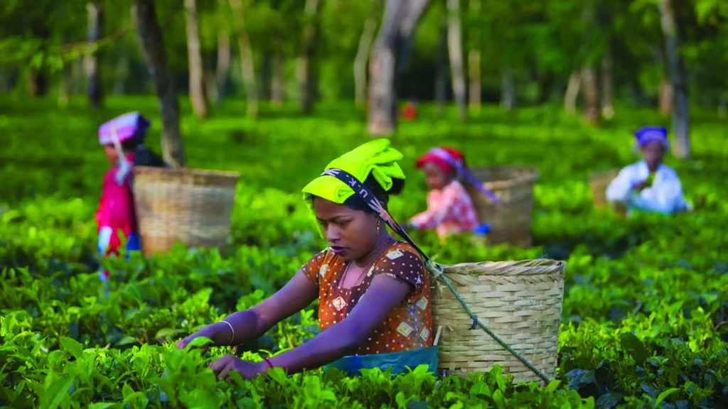 Assam Government boosts tea tourism with new sanction letters for tea gardens