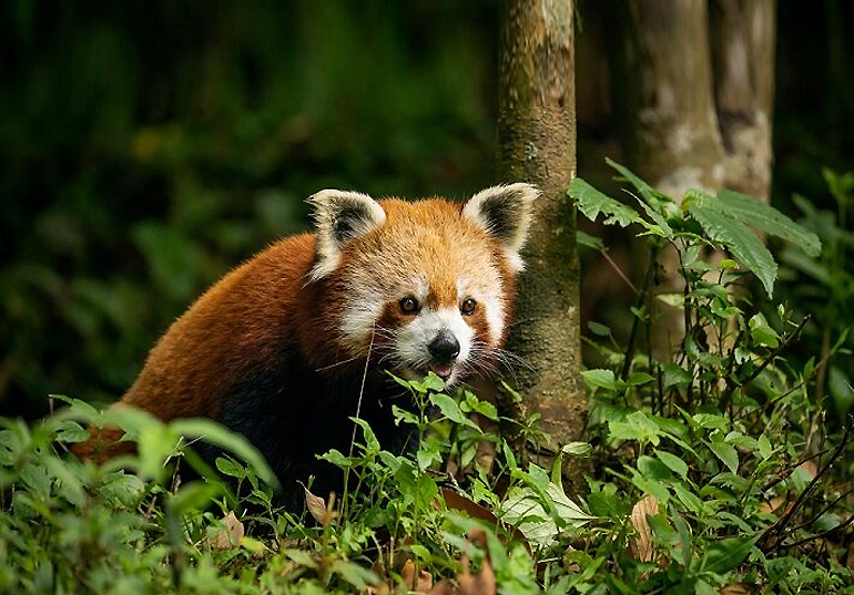 Red Panda